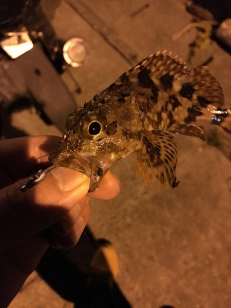 極寒のガシリングで6目釣り